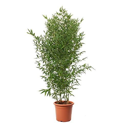 KENTIS - Bambusa Aurea - Bambus Pflanze - Echte Winterharte Pflanzen für Garten - Balkon Pflanze - Hoch 145-170 cm Topf Ø 24 cm