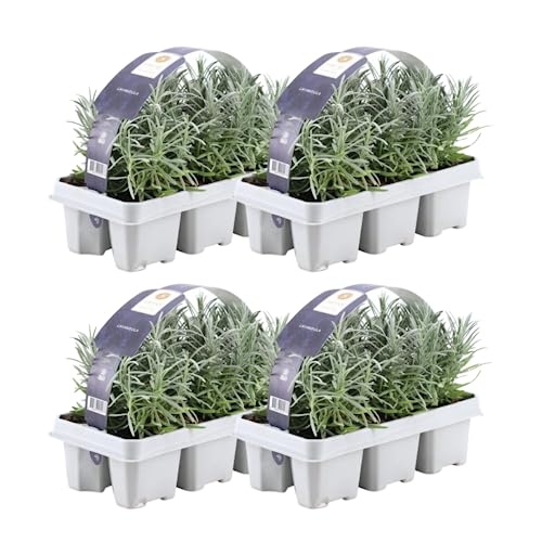 Blauer Duft-Lavendel 24 Lavendel Pflanze angustifolia - Lavendelpflanzen winterhart - echter lavendel - Gartenpflanzen - Lavendelstrauch - Lavendel Pflanze - duftlavendel - 24 x Ø7 cm - 15 cm