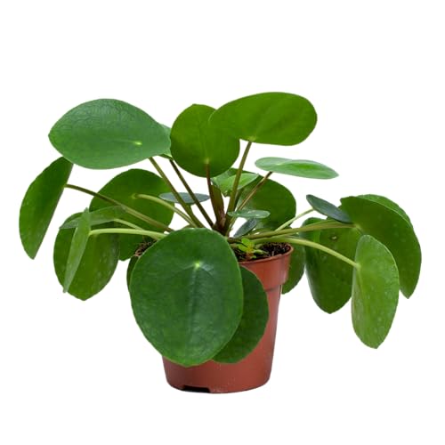 Pfannkuchenpflanze | Pilea 'Peperomioides' pro Stück - Zimmerpflanze im Kinderzimmertopf ⌀12 cm - 10-15 cm