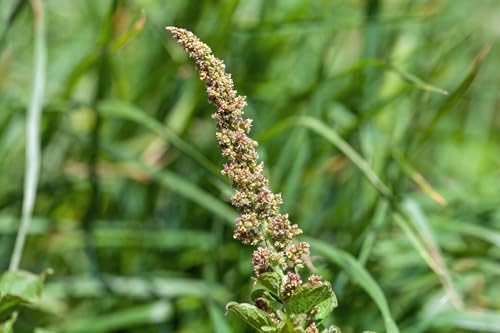 300 Samen Guter Heinrich Chenopodium bonus-henricus Wildgemüse mehrjährig