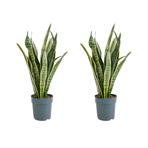 Bloomique - 2er Set - Sansevieria Laurentii - Bogenhanf - Sukkulenten - Zimmerpflanzen - Sehr Pflegeleicht - Höhe 30-40 cm - Topf 12 cm