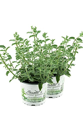 2x Katzenminze Pflanze im 12cm Topf, Frische Katzen Minze! Frisch aus Kontrolliertem Anbau !