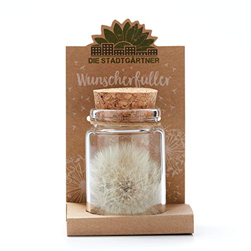 Die Stadtgärtner – Wunscherfüller I Echte Pusteblume im Glas I Ewig haltbar I Perfekte Geschenkidee für jeden Anlass I Geschenk zu Geburtstag, Hochzeit, Muttertag, Ostern etc.