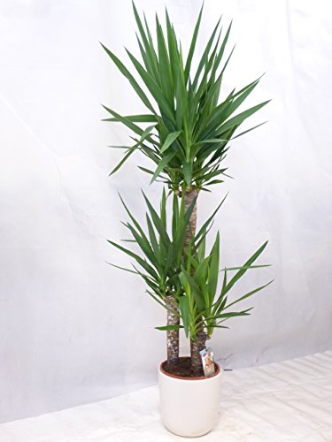 Yucca elephantipes 3er Tuff mit dicken Stämmen 140 cm/Zimmerpflanze Palme / echte Pflanze