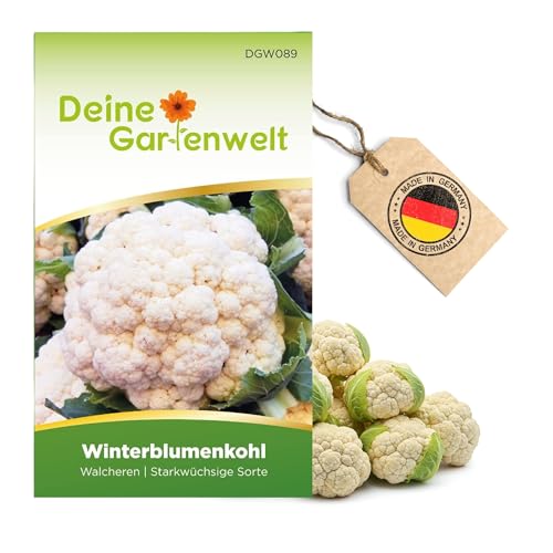 Winterblumenkohl Walcheren Samen - Brassica oleracea botrytis - Winterblumenkohlsamen - Gemüsesamen - Saatgut für 80 Pflanzen
