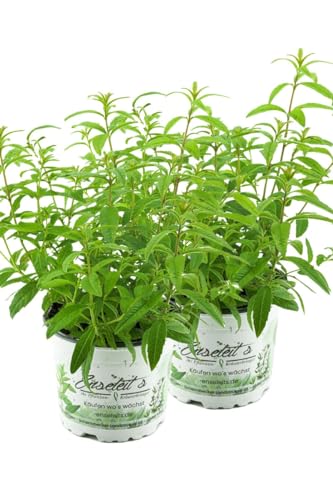 2er Set Zitronenstrauch, Zitronenverbene, Aloysia citrodora, Kräuter Pflanze
