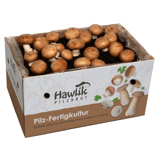 Hawlik Pilzbrut Champignons selber züchten – Steinchampignon Pilzzuchtset – Pilze kinderleicht zuhause anbauen – Kleines Komplettset für Anfänger/als Geschenk für Kinder und Gartenfreunde