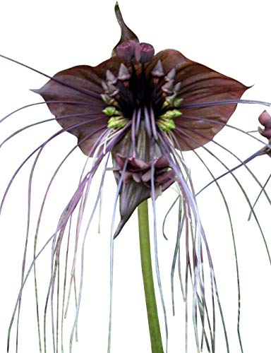 Schwarze Fledermausblume 