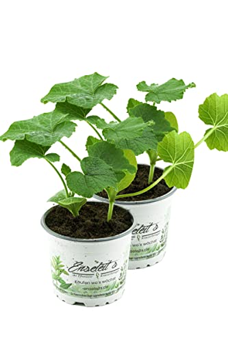 2er Hokkaidokürbis Pflanze, frische Hokkaido Kürbis Pflanze aus eigener Gärtnerei!