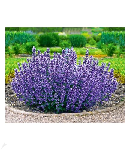 BALDUR Garten Nepeta 