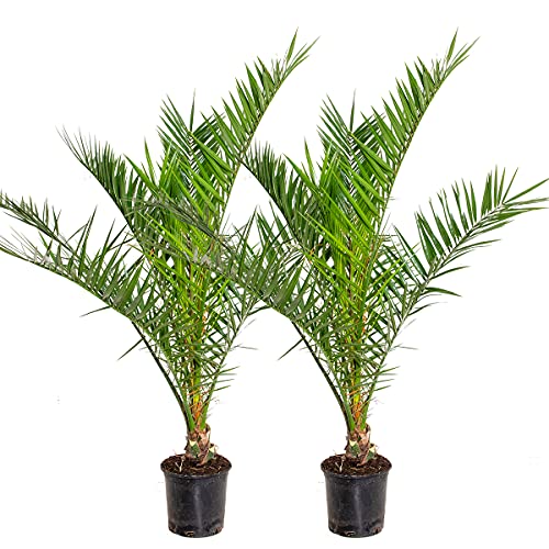 Bloomique - 2er Set - Phoenix Canariensis - Kanarische Dattelpalme - Palme - Balkonpflanzen Winterhart - Höhe 80-100 cm - Topf 19 cm