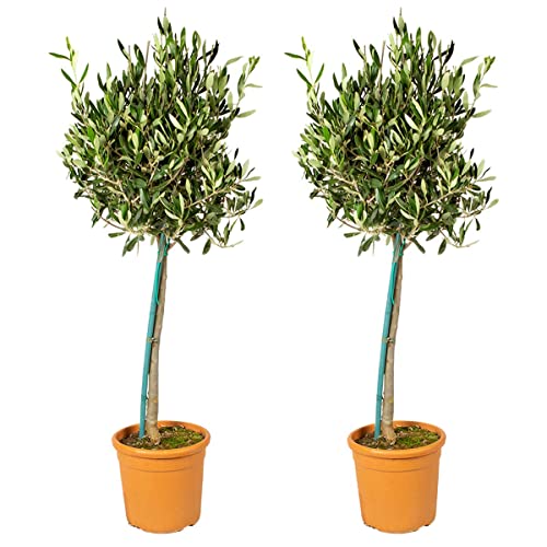 Bloomique - 2er Set - Olea Europaea - Olivenbaum Echt - Gartenpflanzen Winterhart - Höhe 80-90 cm - Topf 19 cm