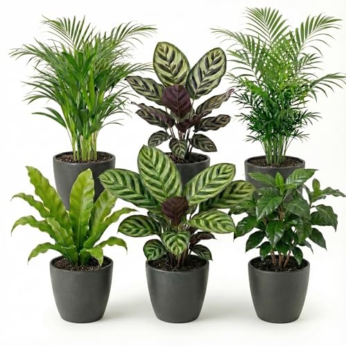 vdvelde.com - Luftreinigende pflanzen Anthrazit 6 - Tierfreundliche grüne Zimmerpflanzen - Einfacher und geringer Lichtbedarf - Ø12 cm ↥ca.40 cm