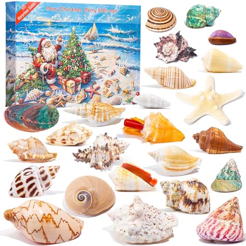 QianCannaor Adventskalender 2024 für Kristalle mit 24 Tage Weihnachtskalender Countdown, Natürlichen Mineralien und Edelsteine, Wissenschaftliches Weihnachts Geschenke (Muscheln Adventskalender)
