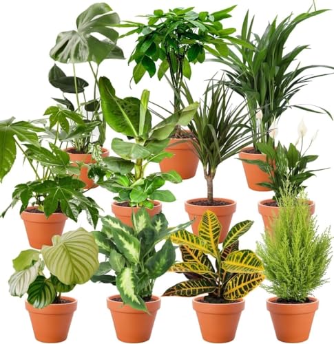 Pflanzenüberraschung | 8er-Set | ca. 30-70 cm | Ø 12-15 cm Topf | Zimmerpflanzen für Wohnung und Büro | Qualität vom Pflanzen Profi | Geniale Raumbegrünung