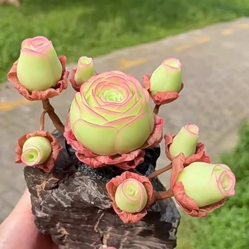 Samen mit Berg Rose Sukkulenten, seltene Sukkulenten Sorten zum Anbau von rosafarbenen Blüten, ideal für Topfpflanzen, leicht zu wachsen, geringer Wartung, 500 Stück/1000 Stück Packung 500pcs c