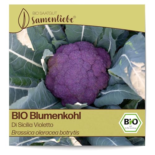 Samenliebe BIO Blumenkohl Samen Di Sicilia Violetto besonders kräftiger Winterblumenkohl italienischer Blumenkohl lila 200 Samen samenfestes Gemüse Saatgut für Gewächshaus Freiland und Balkon