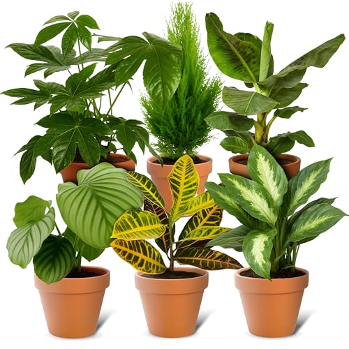 Pflanzenüberraschung | 6er-Set | ca. 30-70 cm | Ø 12-15 cm Topf | Zimmerpflanzen für Wohnung und Büro | Qualität vom Pflanzen Profi | Geniale Raumbegrünung