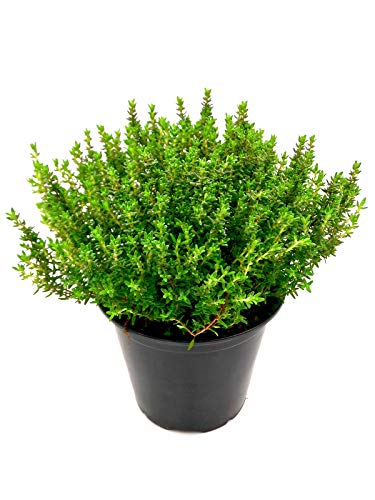 italienischer XXL Thymian- Pflanze (Thymus vulgaris) Freilandpflanzen im 14 cm Topf 1stk