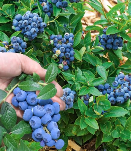 BALDUR Garten 1x Trauben Heidelbeere 'Reka® Blue', Pflanze im 2 Liter-Topf, Blaubeeren Heidelbeeren Pflanze, Vaccinium corymbosum, reichtragend, wächst auf allen Gartenböden, winterhart