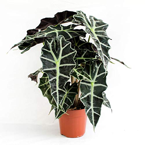 Alocasia Polly 35 cm - Pfeilblatt Elefantenohr Tropenwurz | Pflegeleichte Zimmerpflanze für tropisches Flair | Dekorativ, Langlebig und Luftreinigend