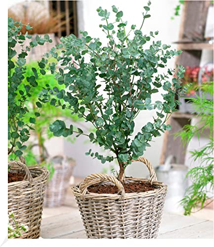 BALDUR Garten Winterharter Eukalyptus Azura® im XXL-Topf,1 Pflanze, Eucalyptus gunnii, Azura, winterhart bis -20° C, mehrjährig, intensiv duftend, vertreibt Fliegen