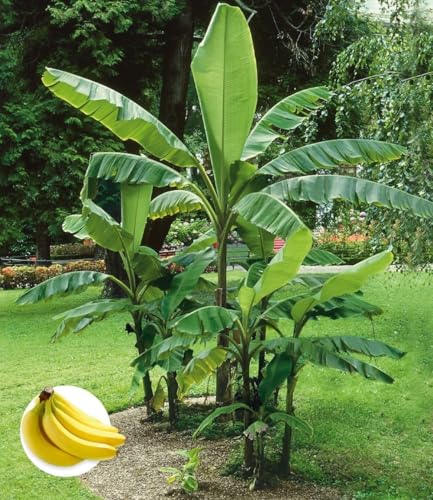 BALDUR Garten 1x Winterharte Banane 'grün', Pflanze im 12 cm-Topf, Faserbanane Bananenbaum Musa basjoo Bananenpflanze, mehrjährige winterharte Staude, Bananen-Früchte essbar