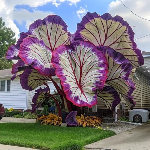 Schattenliebende Pflanzen für den Garten – Imposante Große Elefantenohren, seltene Farbtöne, dekorative Gartenpflanzen, Blumenzwiebeln, winterharte Knollen, Stauden-2 zwiebel-D