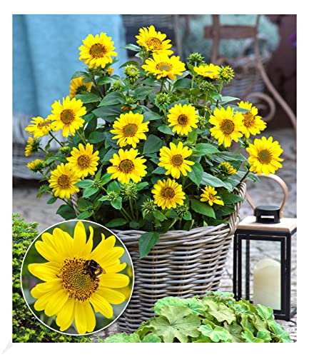 BALDUR Garten Winterharte Sonnenblume 