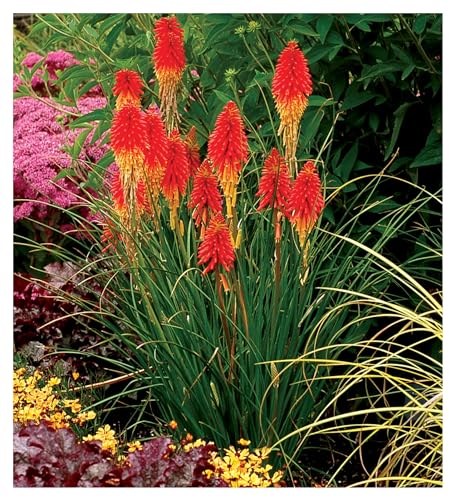 Stauden Gänge 1 x Kniphofia 'Papaya Popsicle' (Winterhart/Staude/Dauerblüher/Bienenferundlich/Mehrjährig) Fackellilie - Hingucker der den ganzen Sommer über bis tief in den Herbst hinein blüht