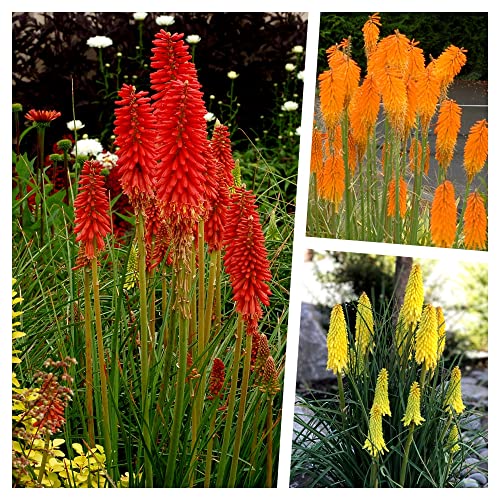 Stauden Gänge 3 x Kniphofia Kollektion (Winterhart/Staude/Dauerblüher/Bienenfreundlich/Mehrjährig) Fackellilie - Hingucker der den ganzen Sommer über bis tief in den Herbst hinein blüht