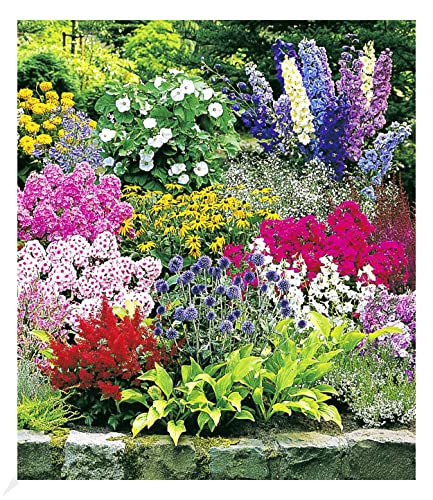 BALDUR Garten Buntes Staudenbeet 'Multi-Colour', 12 Pflanzen, Staudengarten, Stauden-Sortiment, 3x Rittersporn, Schleierkraut, Phlox, Sonnenhut, Prachtscharte, Astilben, Schafgarbe & Kugeldistel