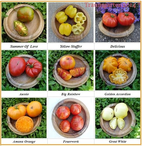Fleischtomate Set 9 Sorten - In Deutschland angebaut - bis zu über 1kg schwer - TOP Qualität ohne Gentechnik - 100% Naturbelassen und samenfest - Saatgut - Rarität