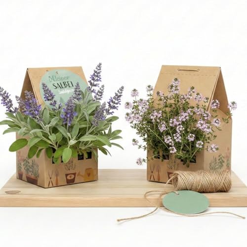 Kräutergarten Set im Minihaus, DIY Anzuchtset mit Basilikum, Bohnenkraut & Kresse, nachhaltiges Set für Fensterbank, Balkon & Garten, Geschenkidee für Hobbygärtner, Hobbyköche & Kräuterliebhaber