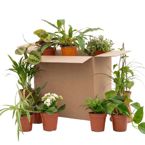 Bloomique - 12er-Mix - Second Chance Box - Nachhaltige Überraschungsbox - Zimmerpflanzen - Höhe 20-40 cm - Topf 12 cm