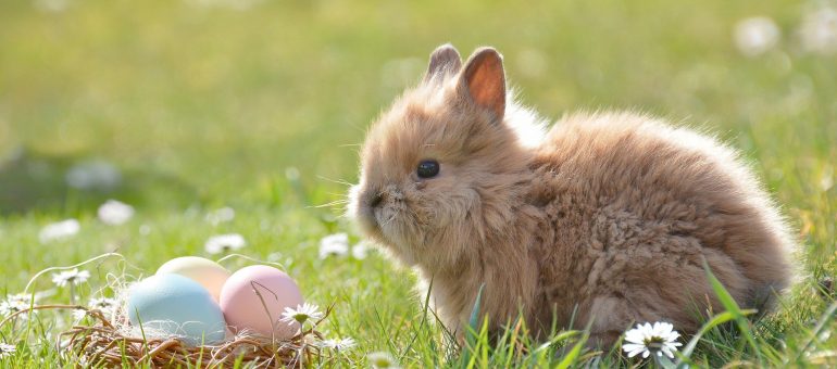 Ostern erinnert an die Auferstehung Jesu Christi von den Toten nach seinem Leiden und Sterben am Kreuz. Das Osterfest ist für die Christen daher ein Symbol für den Sieg des Lebens über den Tod – etwas Neues entsteht, auch für den Menschen gibt es ein Leben nach dem Tod. Viele Menschen Feiern diesen Feiertag mit der Familie. Feiern mit der Familie Die zuerst ausgesprochene Osterruhe wird wohl doch nicht umgesetzt. Das teilte uns Angela Merkel bereits letzte Woche mit. Aufgrund der wieder steigenden Fallzahlen und Inzidenzwerten sowie der neuen Mutationen wird gebeten, die Kontakte in dieser Zeit herunterzufahren und auf ein Minimum zu reduzieren. Ebenfalls werden Familien gebeten, ihre Zusammenkunft an Ostern zu unterlassen, um die dritte Welle etwas abzuflachen. Feiern mit der gesamten Familie wird daher leider nicht möglich sein, wie viele es sich gewünscht hätten. Denn auch hier steht die Gesundheit von uns allen an erster Stelle. Auch wenn das Wetter endlich wieder besser wird und man den Drang verspürt, etwas mit Freunden der Familie oder Bekannten an der frischen Luft zu unternehmen, sollte man hierauf erst mal verzichten. Das passende Geschenk finden Auch wenn Ostern so nicht stattfinden kann, wie wir es kennen, gehört ein Geschenk doch irgendwie dazu. Hier könnte man selbst den Osterhasen spielen und mit den Geschenken vorausgesetzt, es ist gutes Wetter, zum beschenkten fahren und das Geschenk draußen im Garten oder schnell in der Wohnung zu verstecken. Meist hat man noch Enkel oder Patenkinder, die Ostern nicht auf die Suche verzichten wollen auch die Erwachsenen mal auf die Suche zu schicken weckt bestimmt die ein oder andere Kindheitserinnerung. Achtet aber unbedingt darauf, was ihr verschenkt und welches Wetter an diesem Tag ist. Je nachdem könnte euer Geschenk ist Wasser fallen und das wäre natürlich schade. Achtet darauf, dass ihr euch früh genug das passende Geschenk besorgt. Aufgrund der Corona-Pandemie können Liefer- und Produktionsschwierigkeiten auch daher, weil viele Menschen in der Osterzeit so denken. Auch Geschäfte können nicht mehr so einfach besucht und Geschenke dort besorgt werden. Macht euch also erst mal Gedanken darum, wem ihr ein Geschenk besorgt und welche Interessen diese Person hat. Vielleicht hat sie aber auch einen Wunschzettel geschrieben und eine kurze Unterhaltung mit der beschenkten Person oder den Eltern gibt euch die passende Kaufentscheidung für das Geschenk.